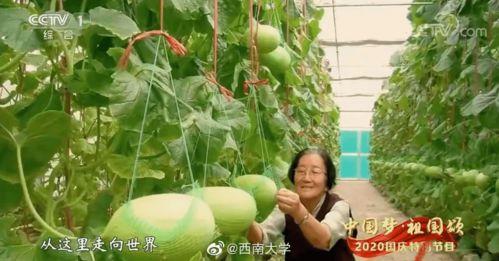 全网吃瓜为啥打不开,揭秘网络热点无法访问的神秘面纱