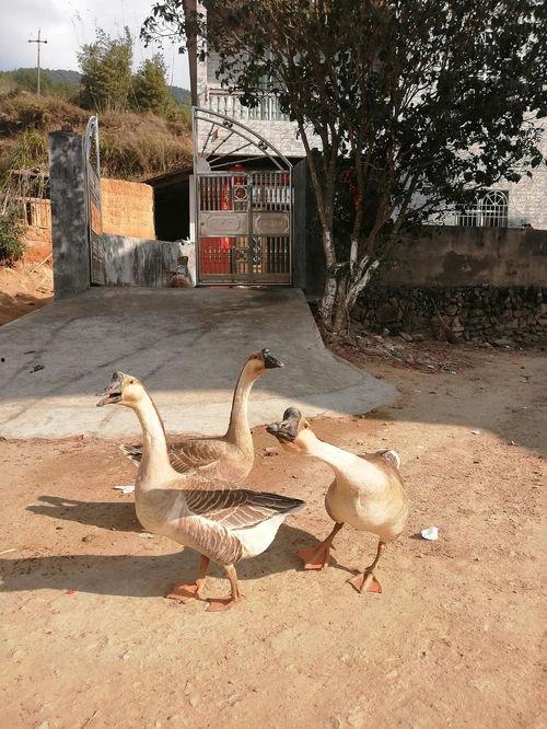 吃瓜看鹅图文,一场视觉盛宴的趣味解读