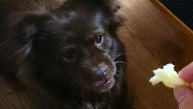 吃瓜土狗子,揭秘网络红人的崛起之路