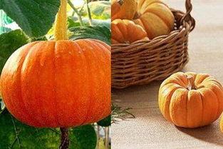 吃瓜痰粘,揭秘痰液粘稠背后的健康秘密