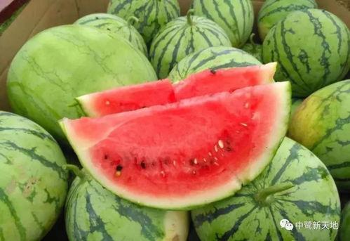 吃瓜凉快,吃瓜凉快，畅享清凉一夏