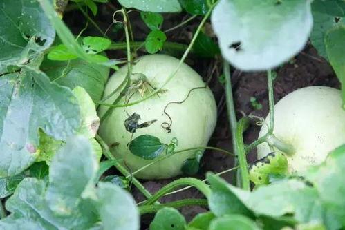 生态吃瓜,绿色生活，共享自然美味