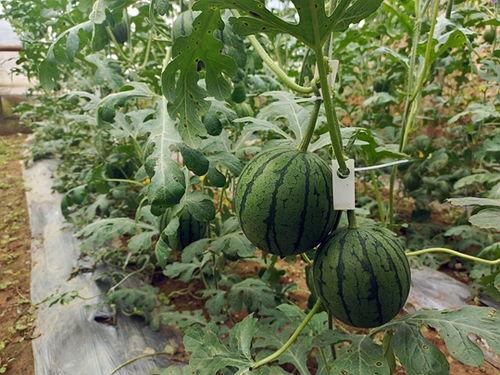 五一51吃瓜,51吃瓜盛宴！