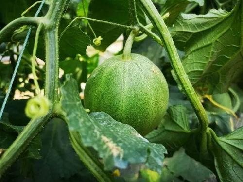 山西常吃的瓜,瓜果飘香，夏日清凉美食之旅