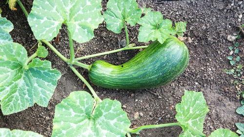 吃瓠瓜的时间,品味时令美味