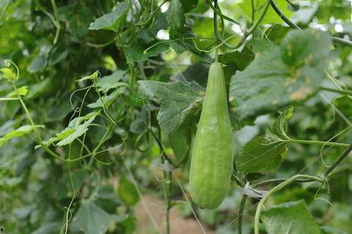 溧阳吃瓜事件,一场网络舆论的风暴与反思