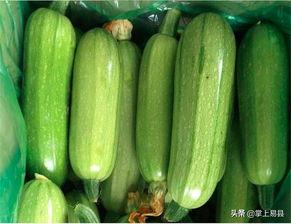 嫩西葫芦瓜瓢可以吃吗,可食用之谜揭晓