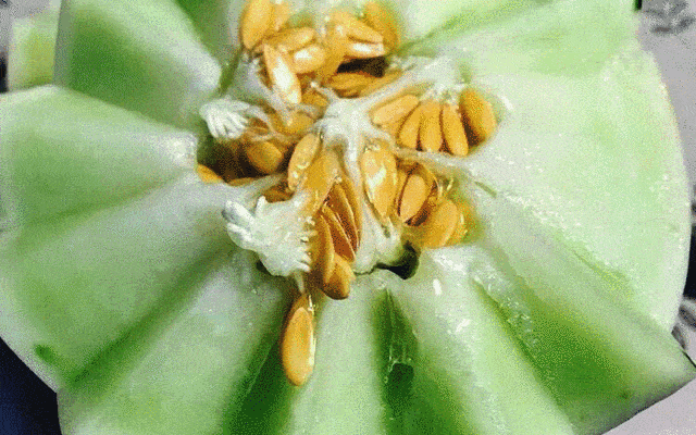 蜜瓜能用勺子吃吗,揭秘勺子吃蜜瓜的便捷之道