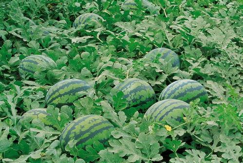 许昌一人赚钱四人花吃瓜