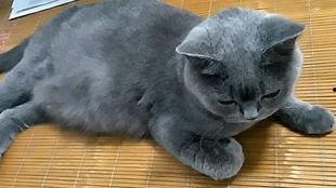 猫吃的野瓜,揭秘野瓜中的美味奥秘