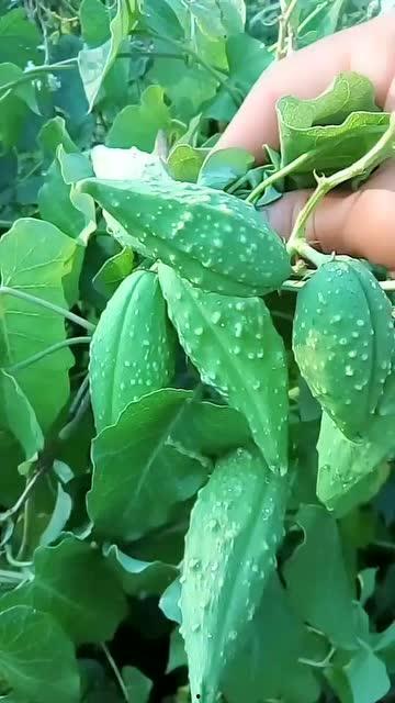 绿瓢瓜怎么吃,探索健康美味的烹饪新境界