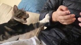 皮皮瓜吃鸡,一场欢乐的生存挑战之旅