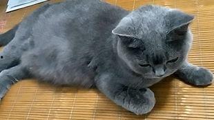 吃瓜小花猫,揭秘猫咪的“八卦”生活