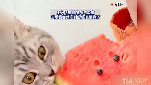 猫吃瓜怎么办