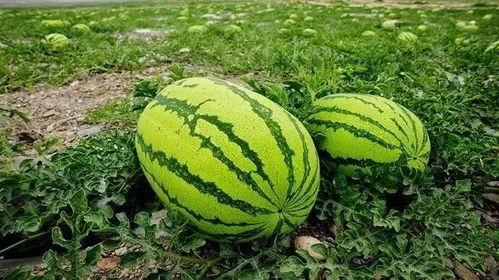 刑台吃瓜,吃瓜群众眼中的刑案追踪