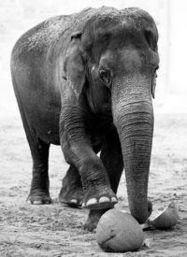 大象踩南瓜吃瓜,一场欢乐的瓜果盛宴