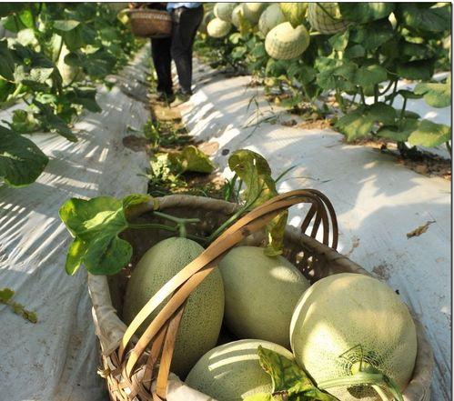 吴婆吃瓜,揭秘娱乐圈背后的那些事儿