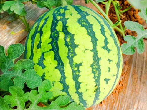 399.Su吃瓜网,热门八卦资讯一网打尽