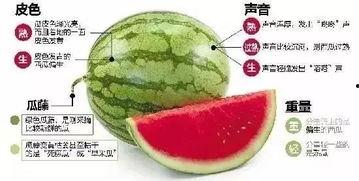 吃瓜微信区,热门话题背后的真相与笑料