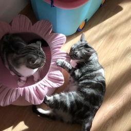 喵娱吃瓜,揭秘娱乐圈那些不为人知的幕后故事